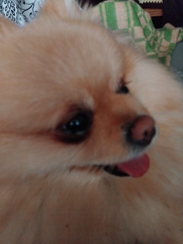 Pomeranian dog photographed during afternoon rest in Apriltsi, Bulgaria