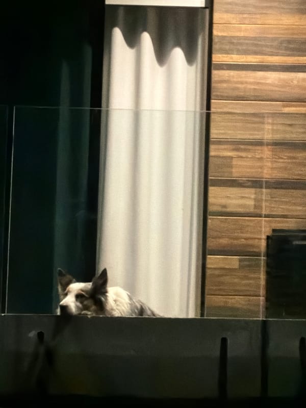 Dog peers through glass door in Cholula, Mexico