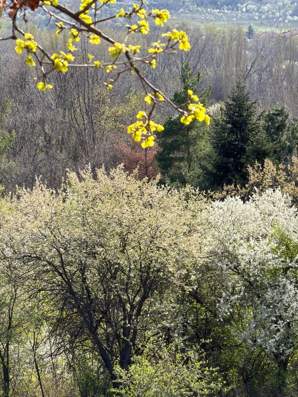 Spring blooms captured in Sofia with Vitosha Mountain backdrop