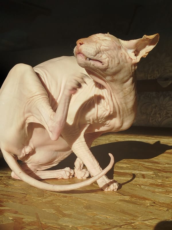 Sphynx cat at home, plus a glimpse of garden lilies