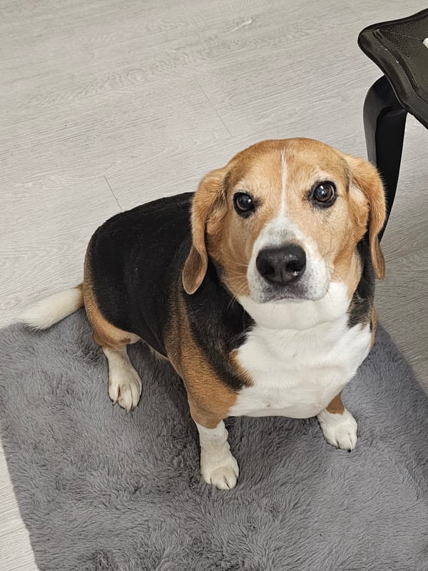 Beagle dog sits pleadingly on rug indoors