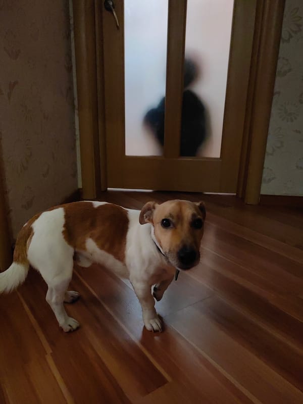Evening snapshots document quiet domestic life with beloved pet