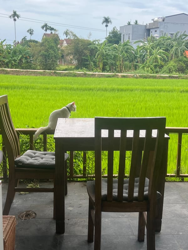 White cat on a railing above Hoi An rice paddies