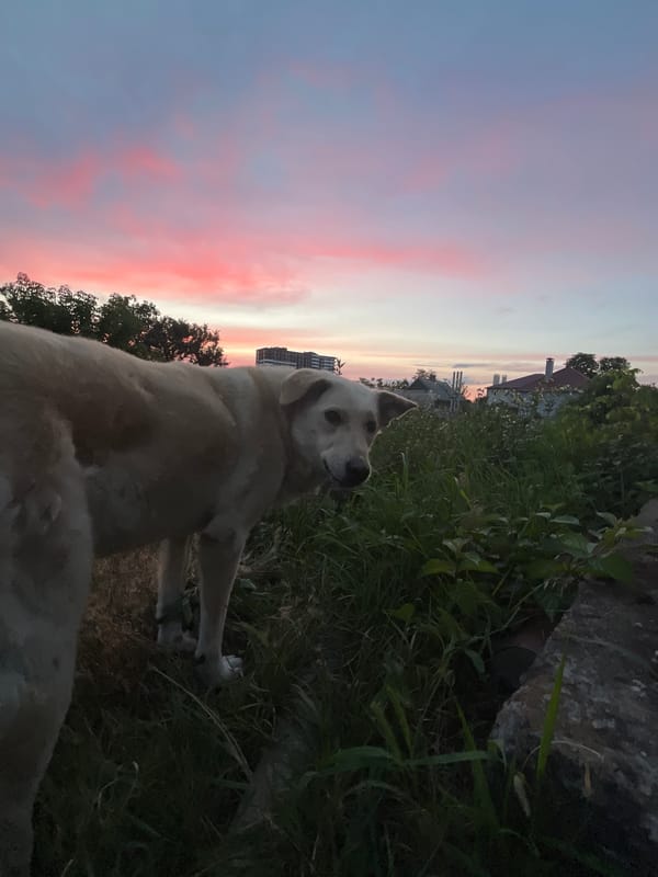 Dog in tall grass at dusk, Dnipro's mixed skyline behind