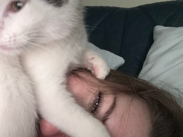 Afternoon nap time documented with white kitten in Łódź