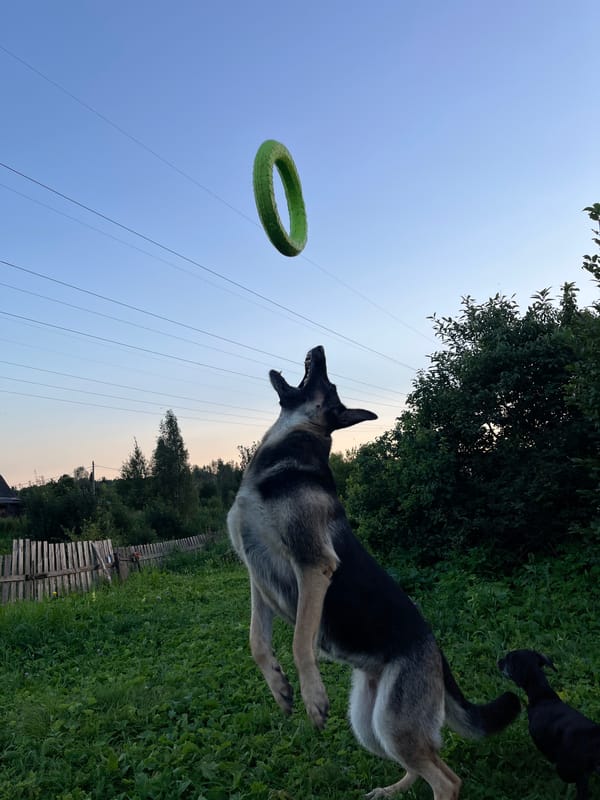 Dogs chase a green ring toy in a Nizhny Tagil yard