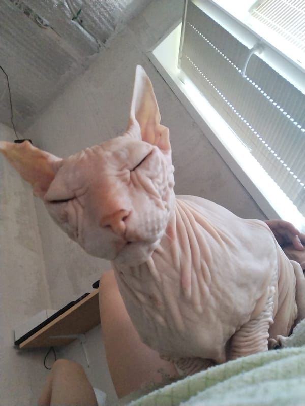 Sphynx cat roams a wooden deck under a Russian summer sky