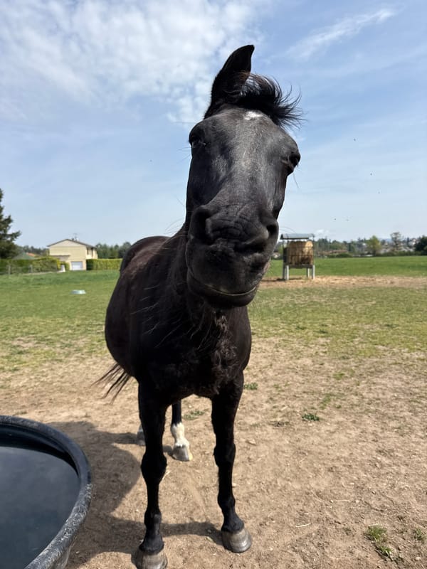 Spring morning walk and duck watching in Veauchette