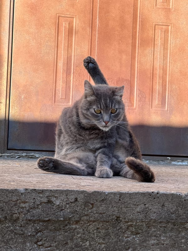 Afternoon cat watching in Smolenskaya gardens and concrete spaces