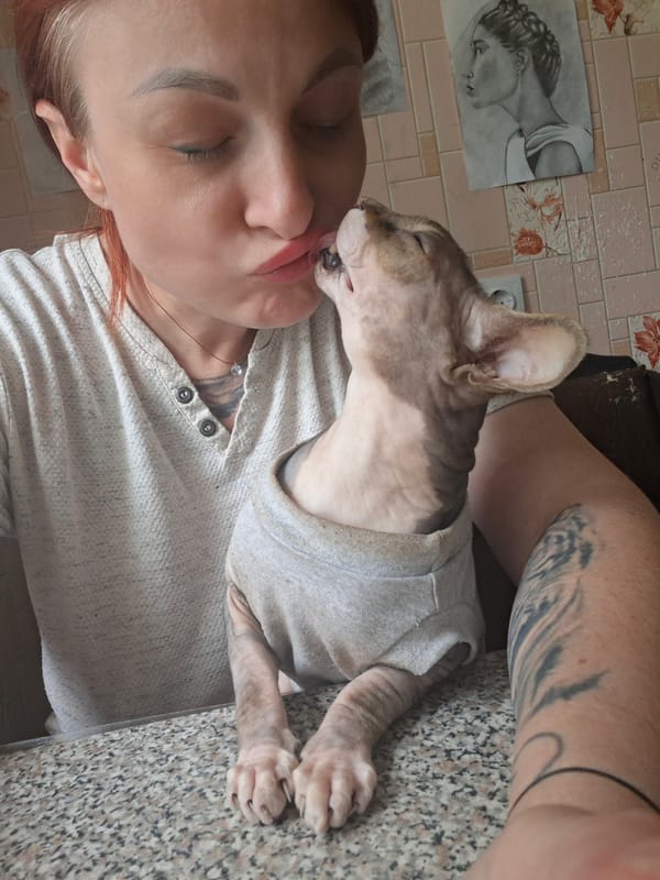 Lazy afternoon at home in Belarus with a Sphynx cat