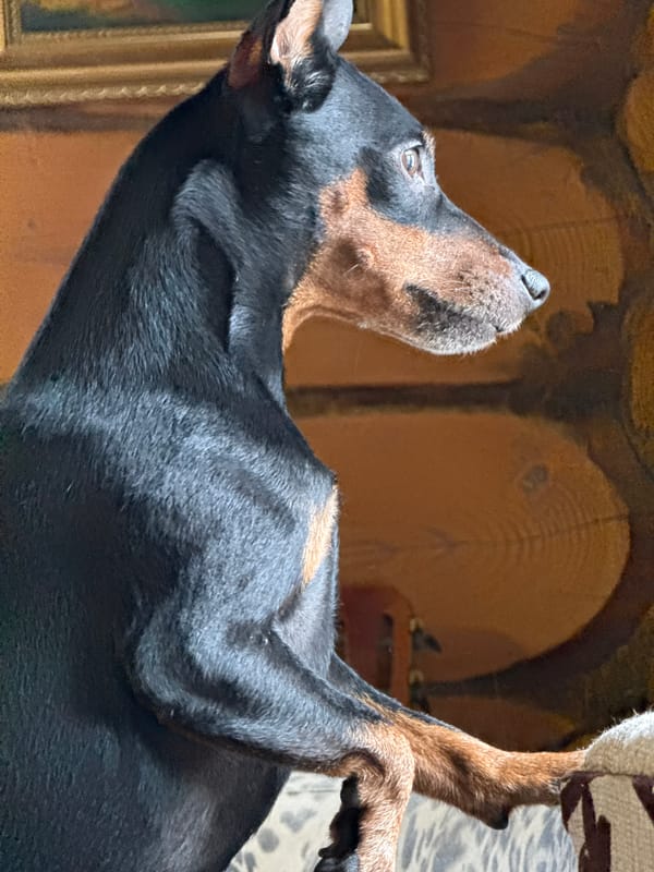 Doberman dog photographed resting indoors in Russian village