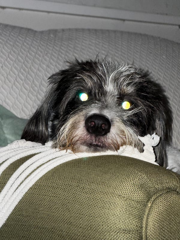 Pets resting indoors captured in Vicente López evening photos