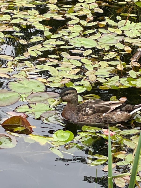 Ducks on a lily pad pond, people relaxing nearby in Sosnoviy Bor