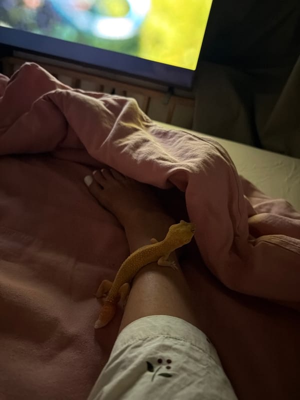 Pet owner documents morning routine with leopard gecko in Indonesia