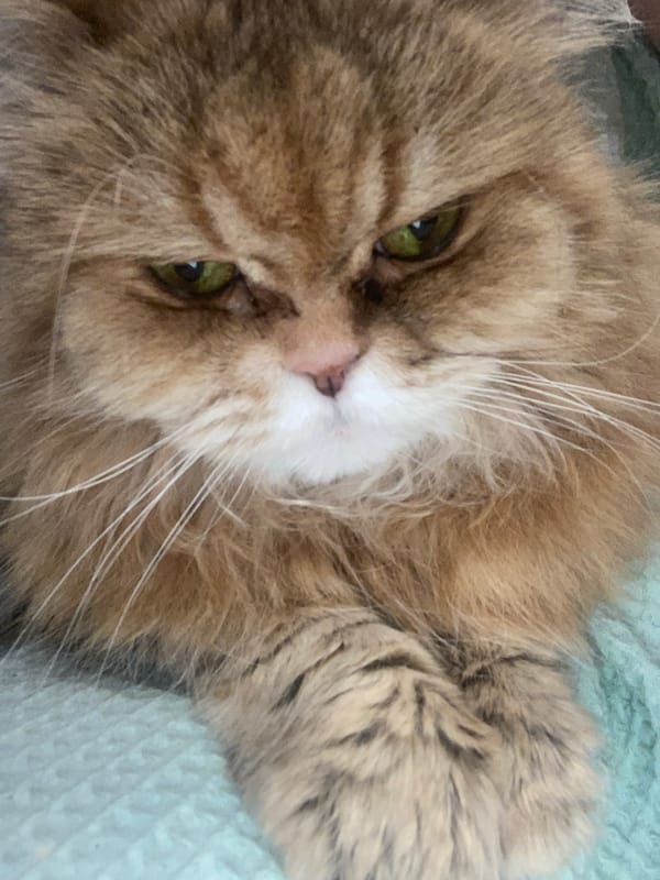 Kazan resident documents cats and cosmetics during evening hours