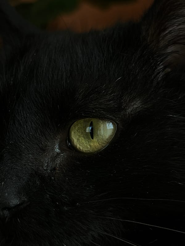 Quiet morning moments with black cat in Vratsa home