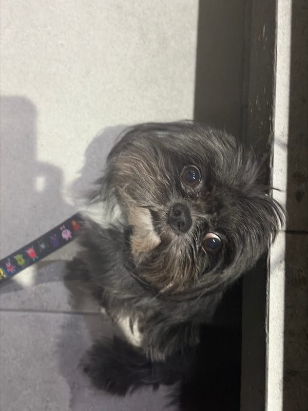 Small Shih Tzu-type dog photographed with distinctive markings