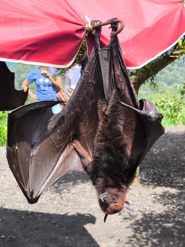 Morning lakeside scenes and bat sighting documented in Wanagiri