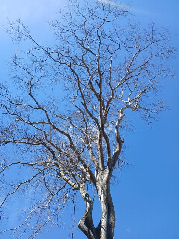 Tree canopy photography session documented in Ciudad Guayana