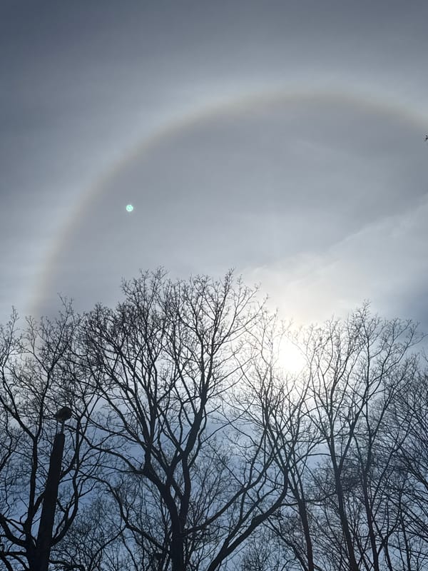 Sun halo spotted over Riga through bare branches