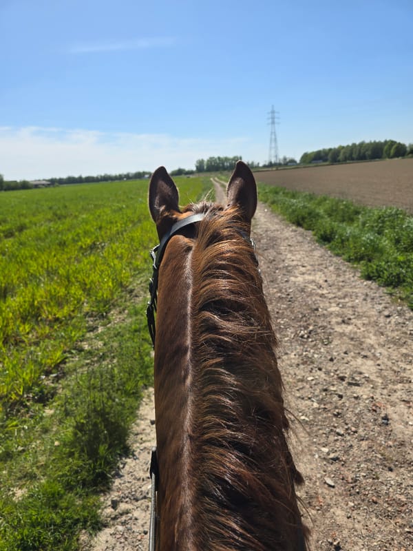 Horseback rider captures trail view in Estaimpuis, Belgium