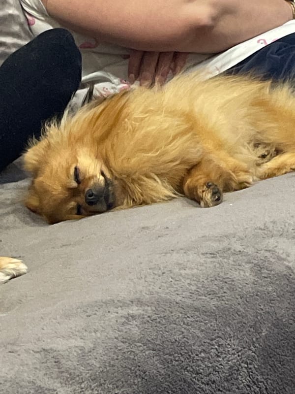 Indoor scenes capture sleeping dog and studio gathering