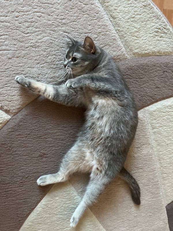 Gray cat photographed resting indoors in Chaikovsky, Russia