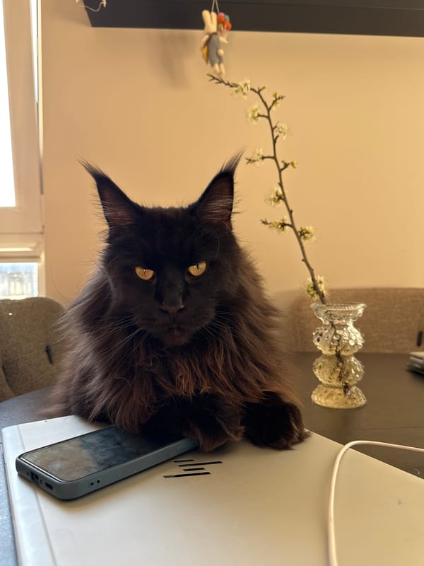 Black Maine Coon cat spotted in Ulbroka, Latvia