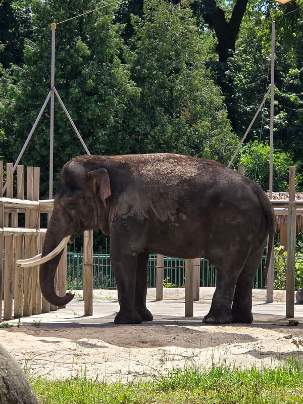 Kyiv zoo animals on a summer morning