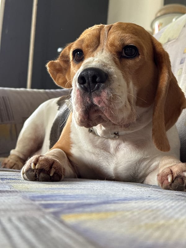 Morning dog moments captured in Rusalevka homes