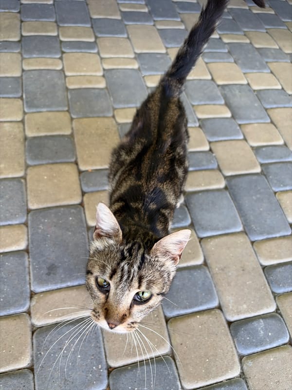 Tabby cat roams a sunny garden in rural Moldova