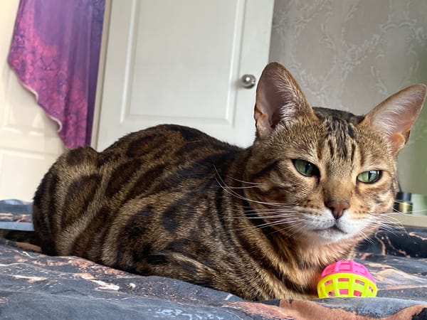 Russian resident documents cats, selfies in morning routine