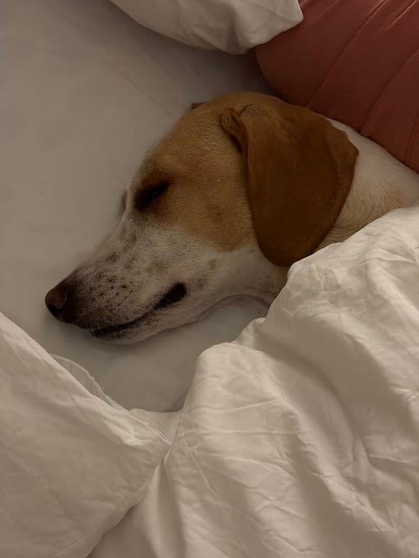 Dog spotted sleeping, exploring indoors in Budva Montenegro