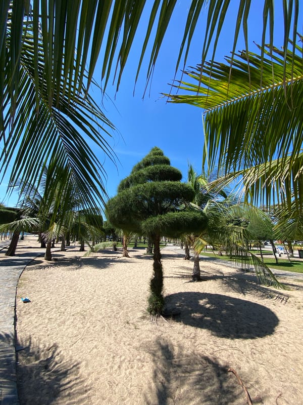 Sunny morning on Nha Trang beach, sand and palms up close