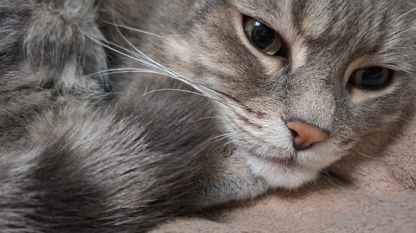 Gray tabby claims an open bag of potato chips as its own