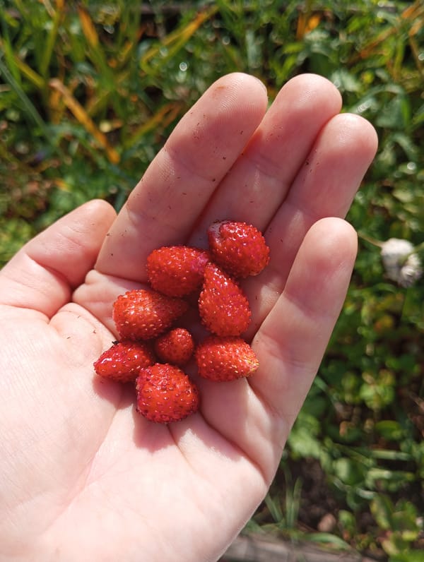 A midsummer garden in full swing — fruit, flowers, and pollinators