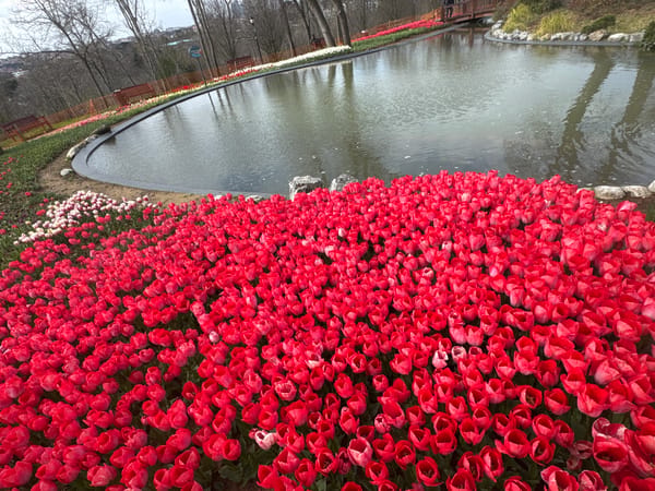Spring tulip displays bloom at Istanbul's Emirgan Park