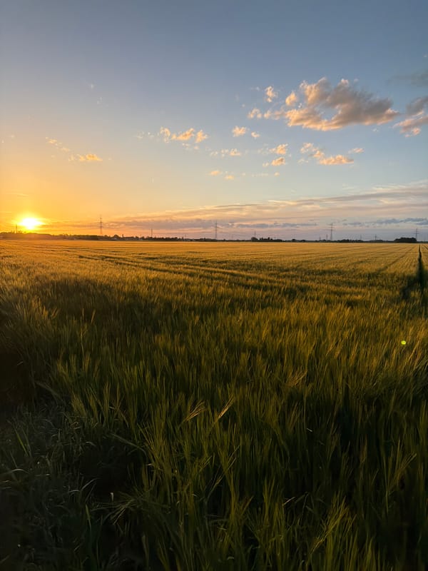 Sunset wheat fields and Porsche in Poing, Germany