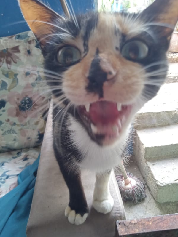 Cats, dogs, pigeons, and tortoises across one afternoon