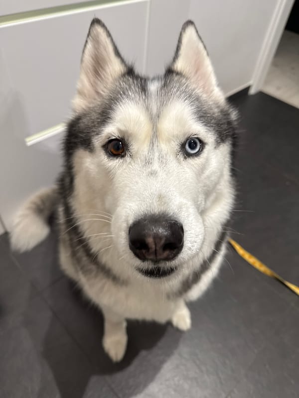 Siberian Husky photographed indoors with decorative elements Friday evening