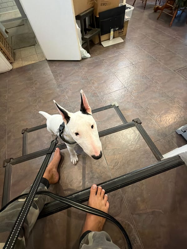White Bull Terrier on a leash, Novosibirsk