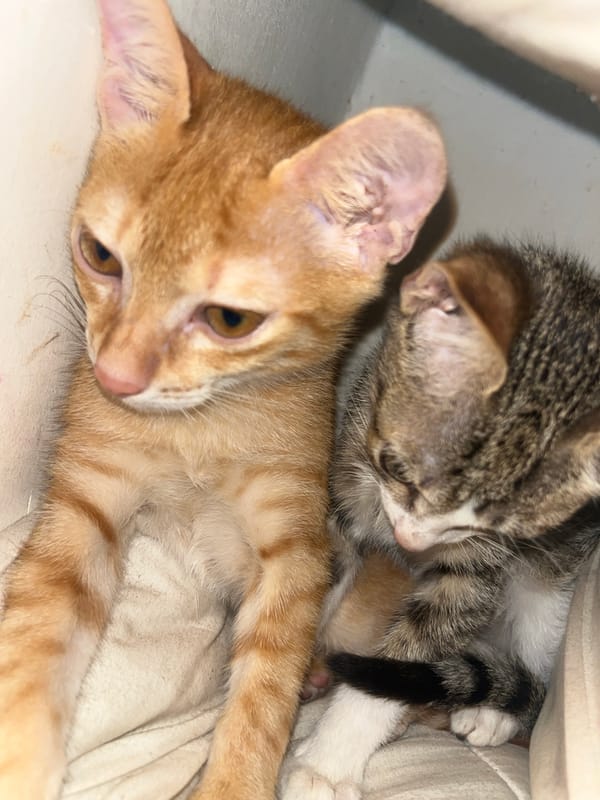 Two kittens nap together on soft bedding, totally unbothered.