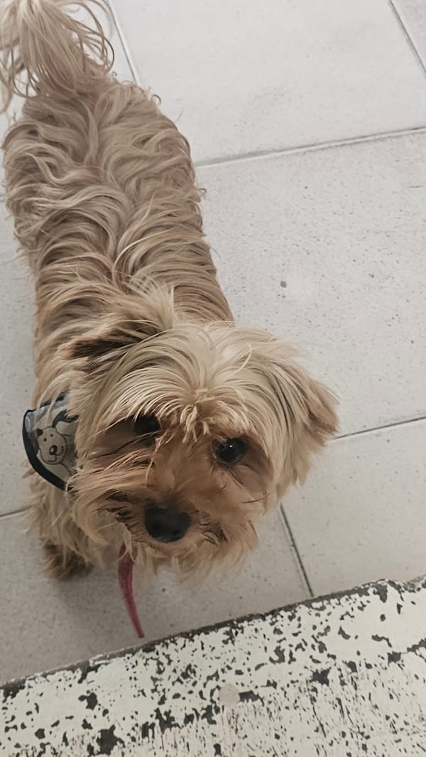 Dog and ice cream moments captured in Mexican town