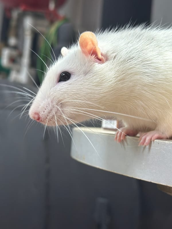 Person with pink hair handles white rat in Markovo