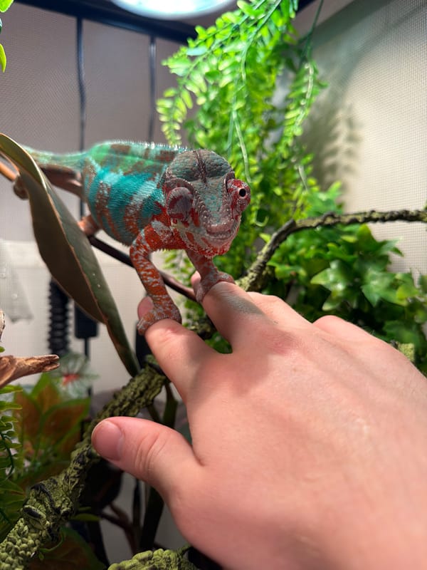 Colorful chameleon interacts with human hand in Los Angeles enclosure