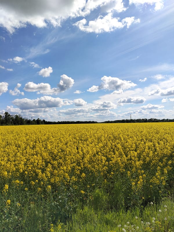 Witness documents blooming rapeseed field under blue sky