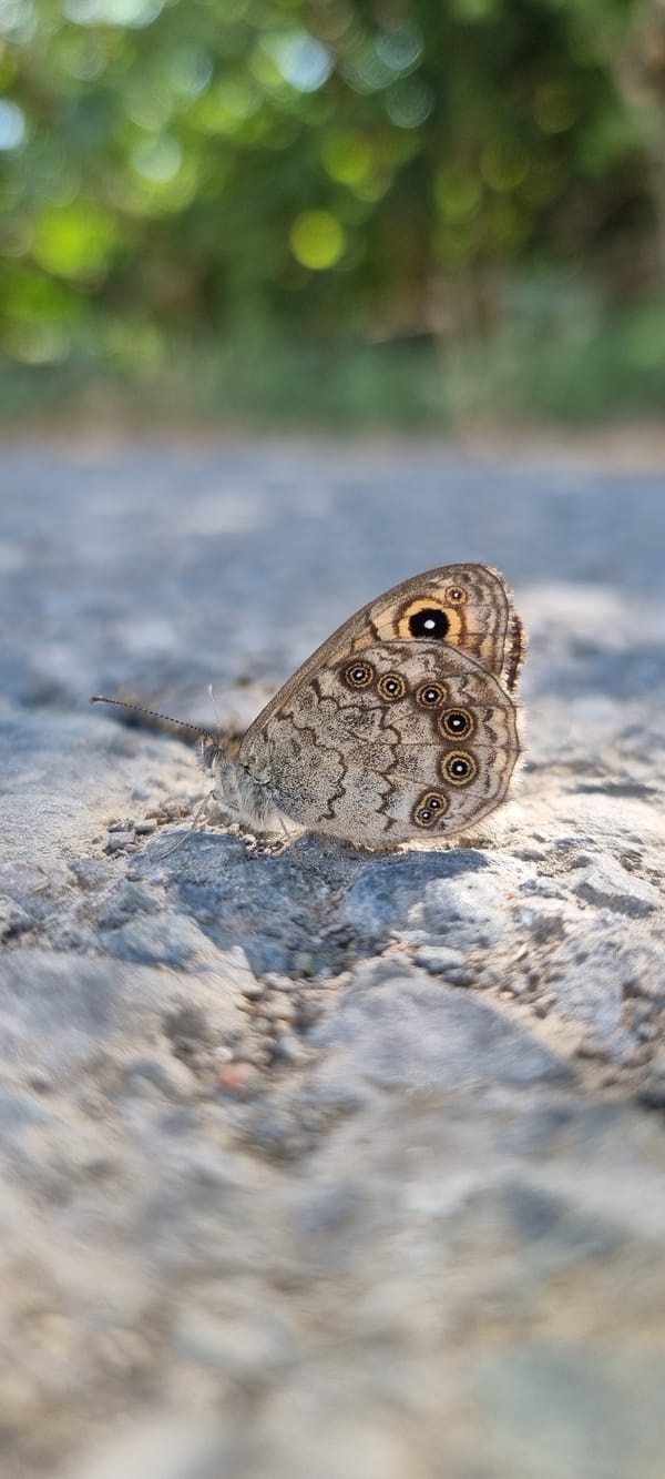 Butterfly at rest on sunlit rock, wings showing intricate patterning