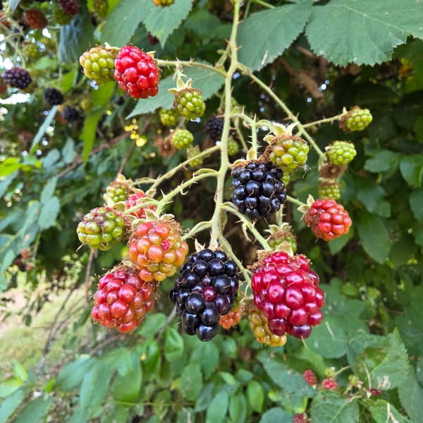 Portland blackberry vine caught mid-ripening in summer