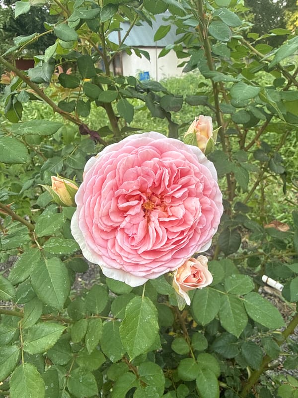 A Kazakhstan garden in full summer bloom, cat included
