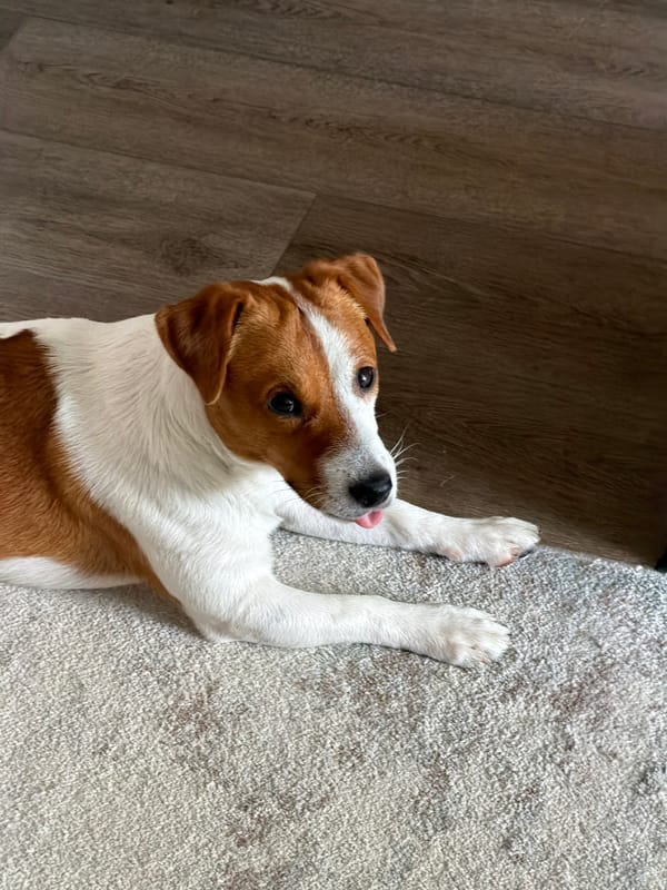 Jack Russell Terrier photographed across multiple angles in Moscow home